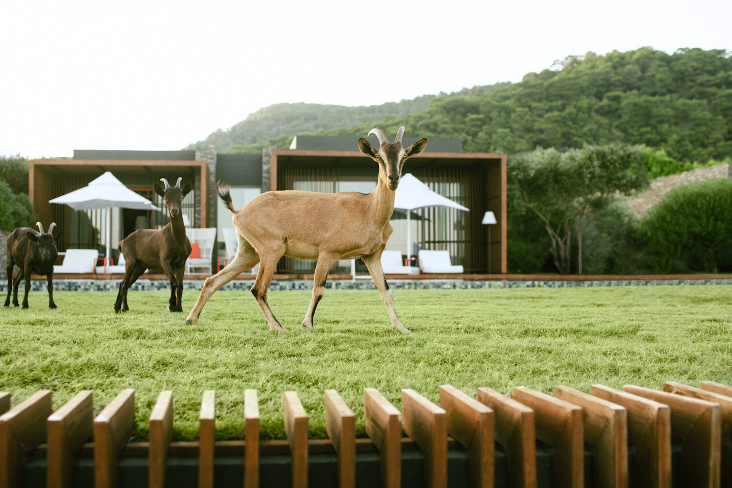 Maxx Royal Kemer Resort